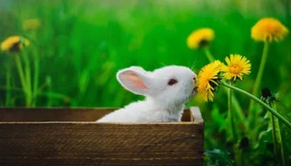 苍南最新怎么提现公积金卡里的钱方法分析(最方便真实的苍南怎么将公积金提现方法)